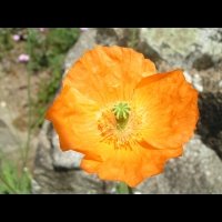 Papaver Atlanticum (fam. Papaveracees) (Europe meridionale) (04)